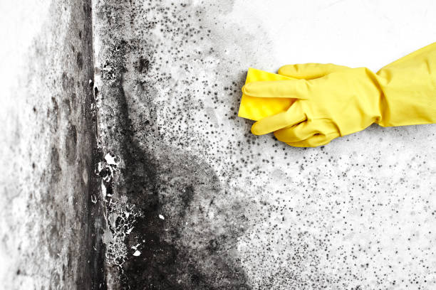 Why You Should Choose Our Mold Remediation Services in Manning, IA